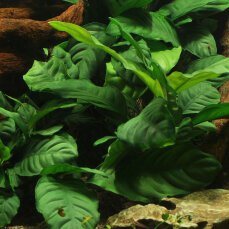 Anubias barteri var coffeifolia - Kaffeeblättriges...