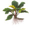 Anubias barteri var coffeifolia - Kaffeeblättriges Speerblatt
