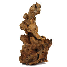 Barico-Wurzel, medium 20 - 30 cm