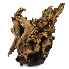 Barico-Wurzel, medium 20 - 30 cm