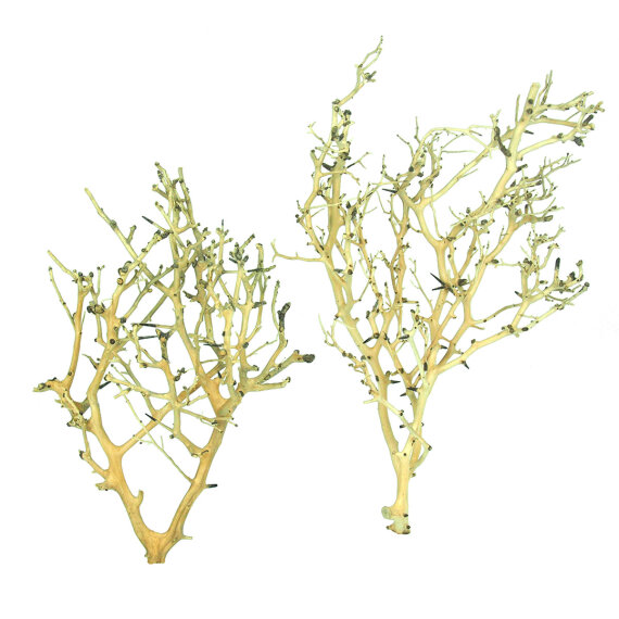 Coral-Tree, Wurzel mit Korallenstrukturen, verschiedene Größen