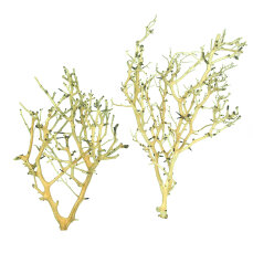 Coral-Tree, Wurzel mit Korallenstrukturen, verschiedene...