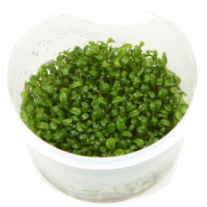 Glossostigma elatinoides 1-2-GROW! Meristumkultur