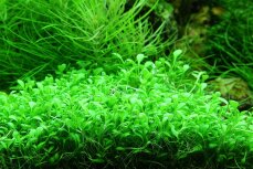 Glossostigma elatinoides 1-2-GROW! Meristumkultur