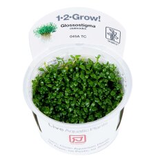 Glossostigma elatinoides 1-2-GROW! Meristumkultur