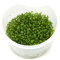 Glossostigma elatinoides 1-2-GROW! Meristumkultur