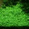Glossostigma elatinoides 1-2-GROW! Meristumkultur