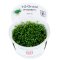Glossostigma elatinoides 1-2-GROW! Meristumkultur