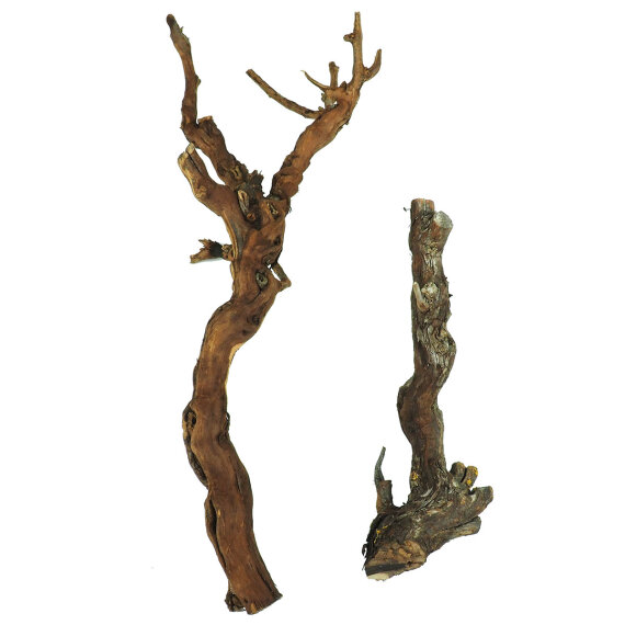 Weinstock verschiedene Größen - Aquarien, Terrarien