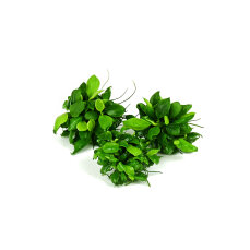Anubias barteri var. nana Bonsai‘ - Kleinstes...