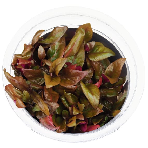 Alternanthera reineckii Lilacina - InVitro