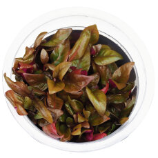 Alternanthera reineckii Lilacina - InVitro