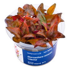 Alternanthera reineckii Lilacina - InVitro