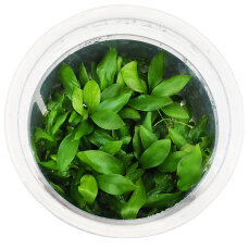 Anubias barteri var. Glabra  - InVitro