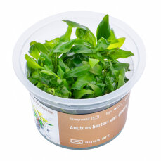 Anubias barteri var. Glabra  - InVitro