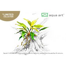 Anubias barteri var. Glabra  - InVitro