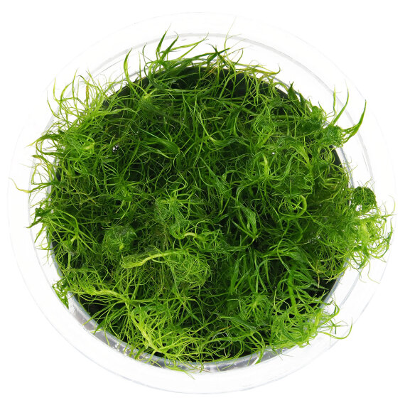 Bacopa myriophylloides - InVitro