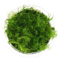 Bacopa myriophylloides - InVitro
