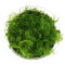 Bacopa myriophylloides - InVitro