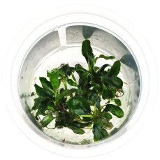 Bucephalandra sp.’Wave Leaf’ - InVitro
