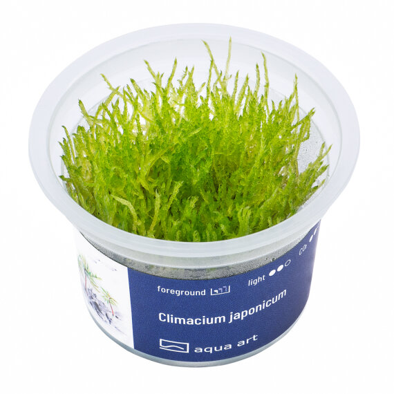 Climacium japonicum - InVitro