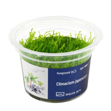 Climacium japonicum - InVitro