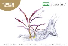 Cryptocoryne spiralis Red - InVitro