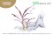 Cryptocoryne spiralis Red - InVitro