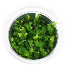 Hydrocotyle sp. ’Japan’ - Japanischer...
