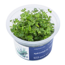 Hydrocotyle sp. ’Japan’ - Japanischer...