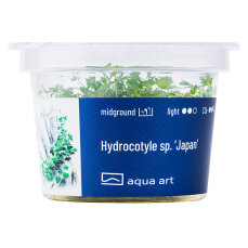 Hydrocotyle sp. ’Japan’ - Japanischer Wassernabel InVitro