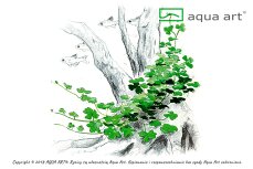 Hydrocotyle sp. ’Japan’ - Japanischer Wassernabel InVitro