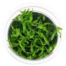 Limnophila sp. ’Vietnam’ -...
