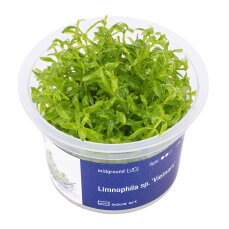 Limnophila sp. ’Vietnam’ -...