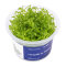 Limnophila sp. ’Vietnam’ - Vietnam-Sumpffreund InVitro