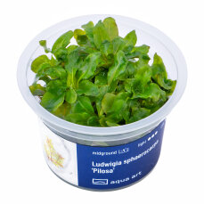 Ludwigia sphaerocarpa Pilosa - Stängelpflanze...