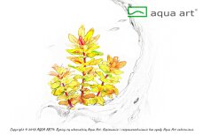 Ludwigia sphaerocarpa Pilosa - Stängelpflanze für Hintergrund InVitro