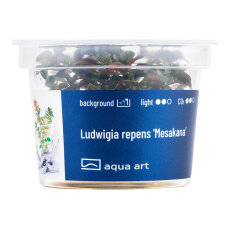 Ludwigia repens Mesakana - farbenfrohe Pflanze InVitro