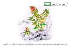 Ludwigia repens Mesakana - farbenfrohe Pflanze InVitro