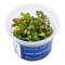 Ludwigia repens Mesakana - farbenfrohe Pflanze InVitro