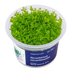 Micranthemum micranthemoides - Perlenkraut InVitro