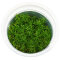 Micranthemum micranthemoides - Perlenkraut InVitro