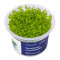 Micranthemum micranthemoides - Perlenkraut InVitro