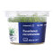 Micranthemum micranthemoides - Perlenkraut InVitro