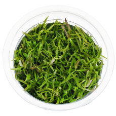 Pogostemon stellatus - Sternpflanze InVitro