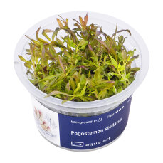 Pogostemon stellatus - Sternpflanze InVitro