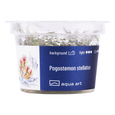 Pogostemon stellatus - Sternpflanze InVitro