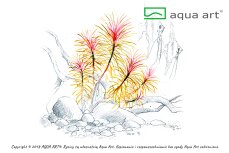 Pogostemon stellatus - Sternpflanze InVitro