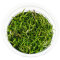 Pogostemon stellatus - Sternpflanze InVitro