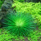 Eriocaulon cinereum - Einzigartige Aquarienpflanze